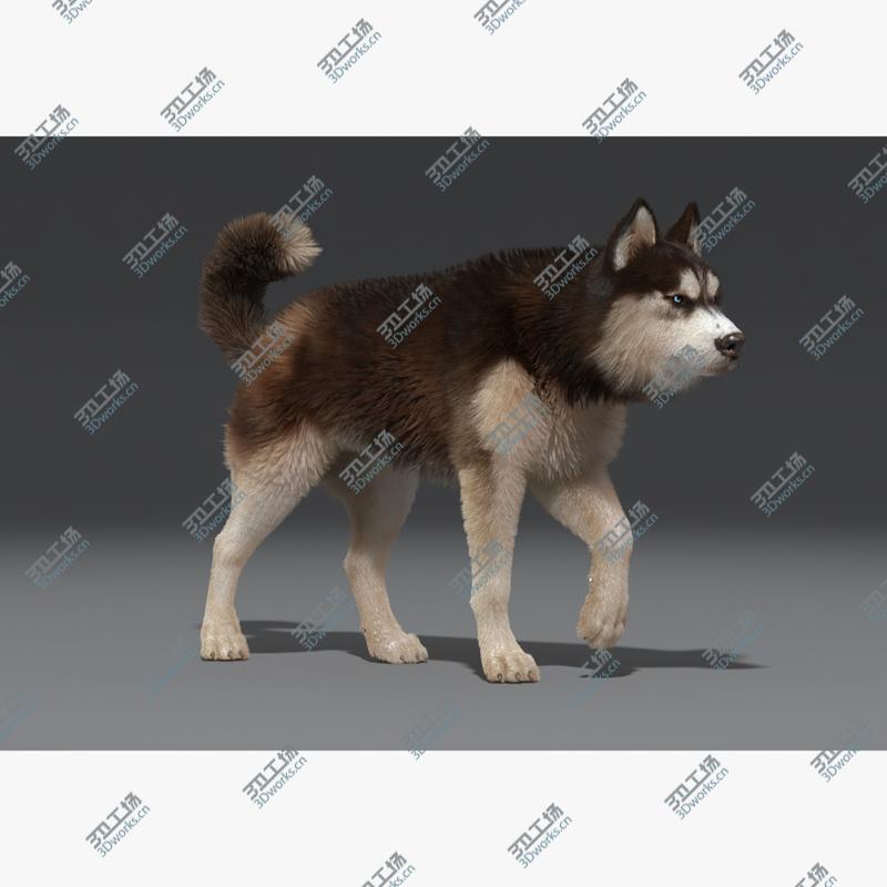 images/goods_img/202105074/Siberian Husky(2)(FUR)(ANIMATED)/3.jpg